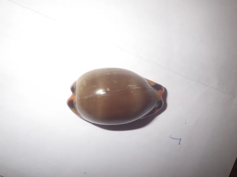Brown Cowry (Luria lurida)