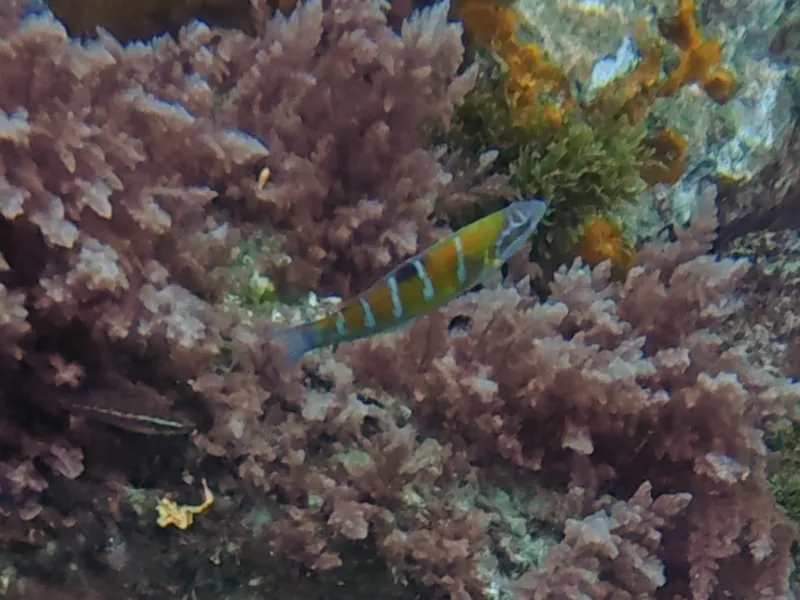Ornate Wrasse (Thalassoma pavo)