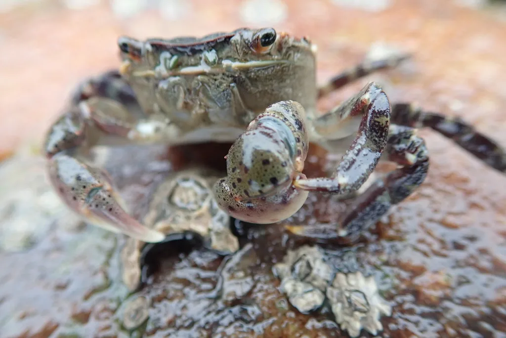 Asian Shore Crab (Hemigrapsus sanguineus)