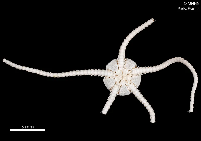 Ophioleuce seminudum