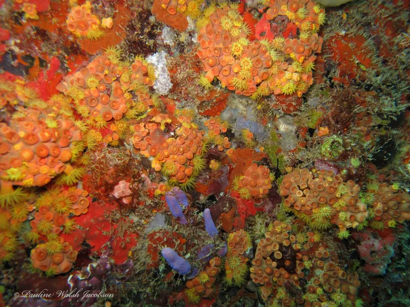 Orange Cup Coral (Tubastraea coccinea)