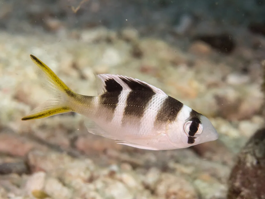 Bigeye Emperor (Monotaxis grandoculis)