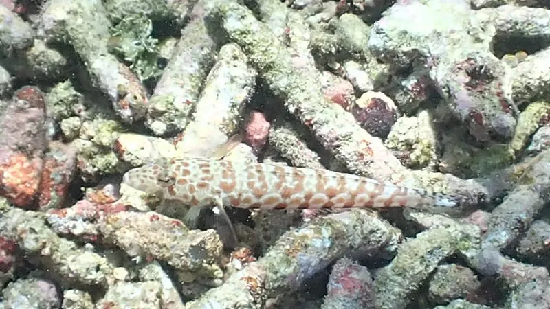 Blackdotted Sand Perch (Parapercis millepunctata)