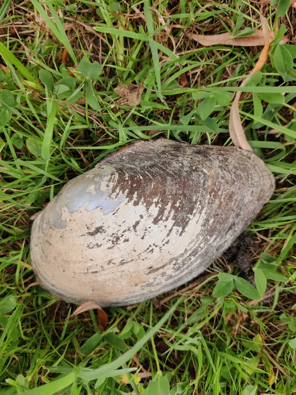 Fretted anodonta (Anodonta exulcerata)