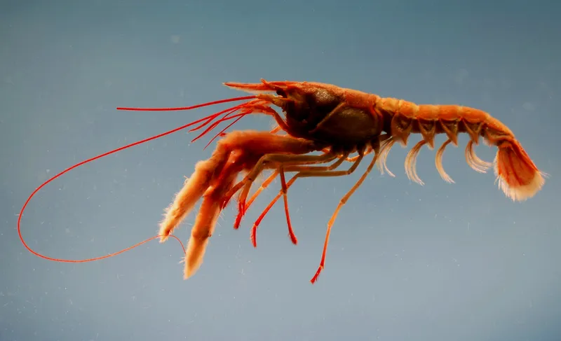 Rosy Lobsterette (Nephropsis rosea)