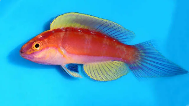 Rose-Band Fairy Wrasse (Cirrhilabrus roseafascia)
