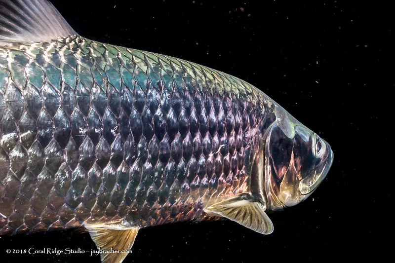 Tarpon (Megalops atlanticus)