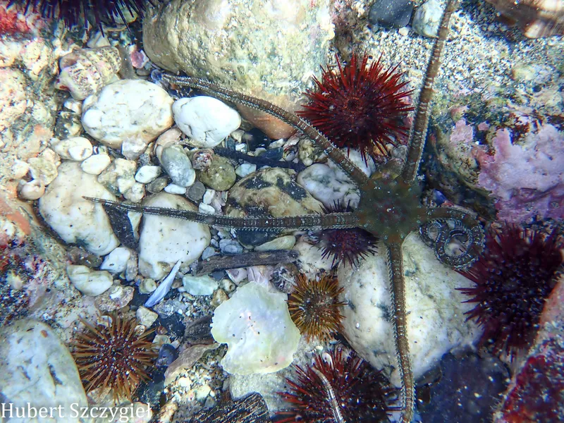 Smooth Brittle-Star (Ophioderma longicaudum)