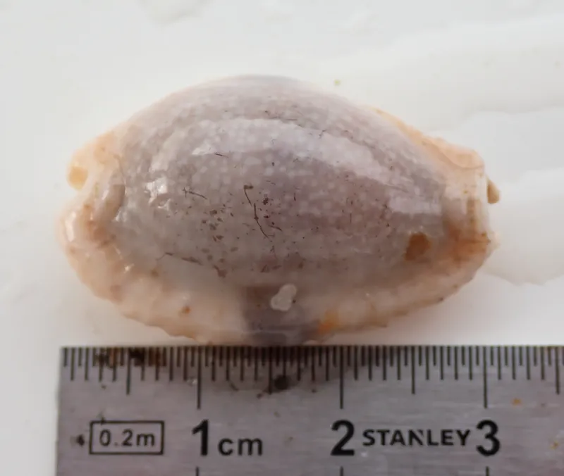 Eroded Cowry (Naria erosa)