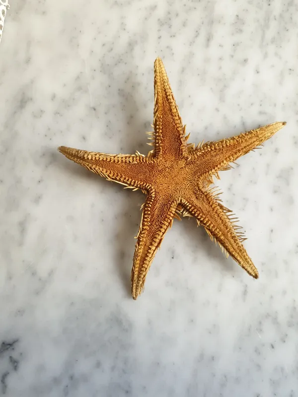 Red Comb Star (Astropecten aranciacus)