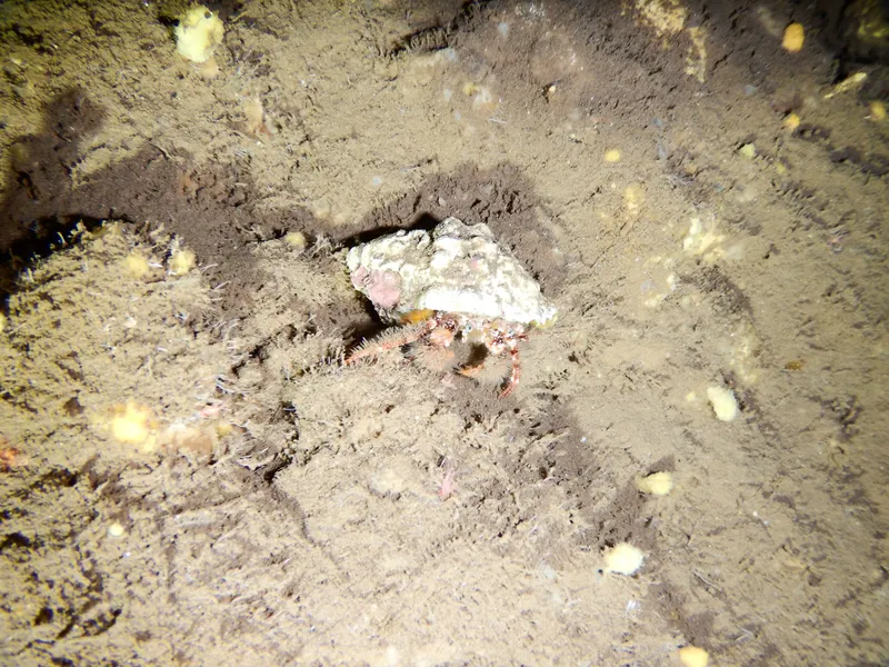 Woolly Hermit Crab (Pagurus cuanensis)