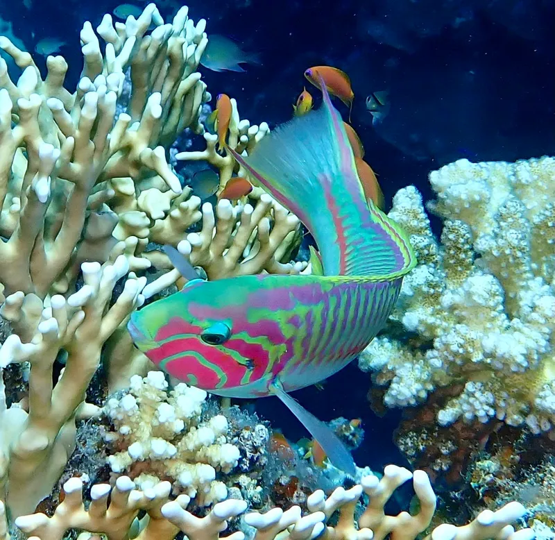 Klunzinger's Wrasse (Thalassoma rueppellii)