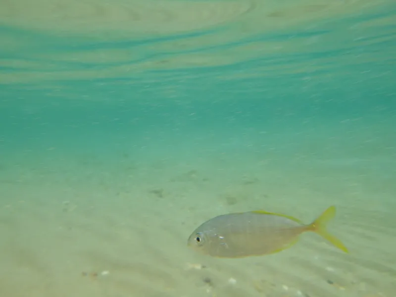 Blue Runner (Caranx crysos)