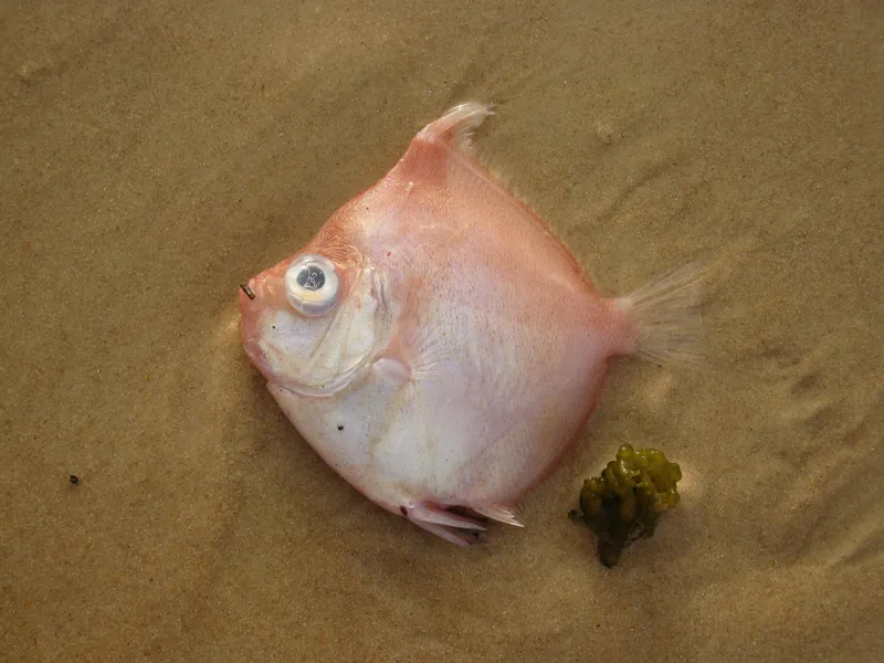 Deepbody Boarfish (Antigonia capros)