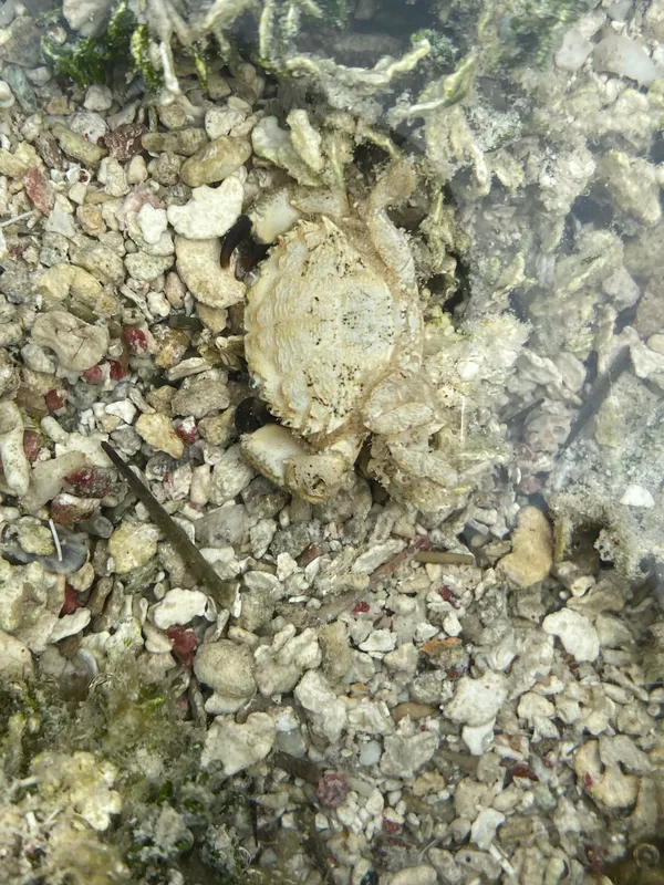 Spoonfinger Rubble Crab (Cataleptodius floridanus)