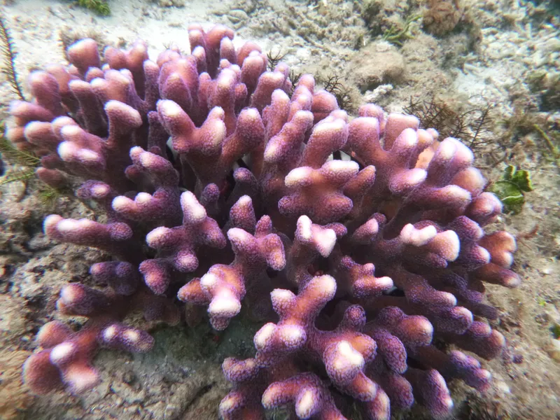 Hood Coral (Stylophora pistillata)
