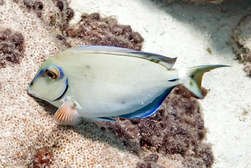 Gulf Surgeonfish (Acanthurus randalli)