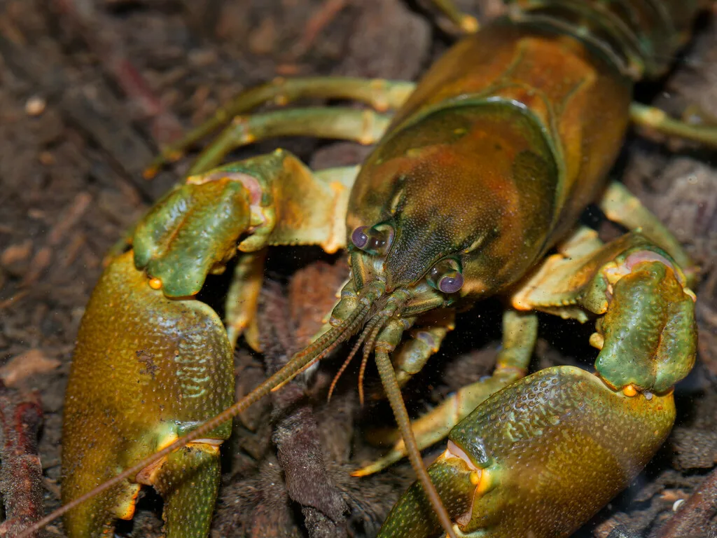 American Signal Crayfish (Pacifastacus leniusculus)