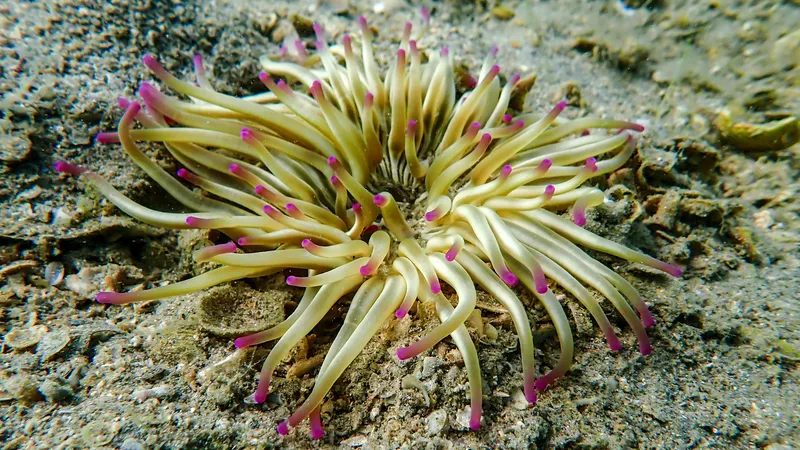 Golden Anemone (Condylactis aurantiaca)