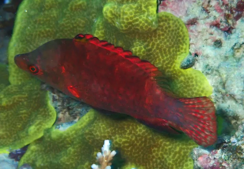 Snooty Wrasse (Cheilinus oxycephalus)