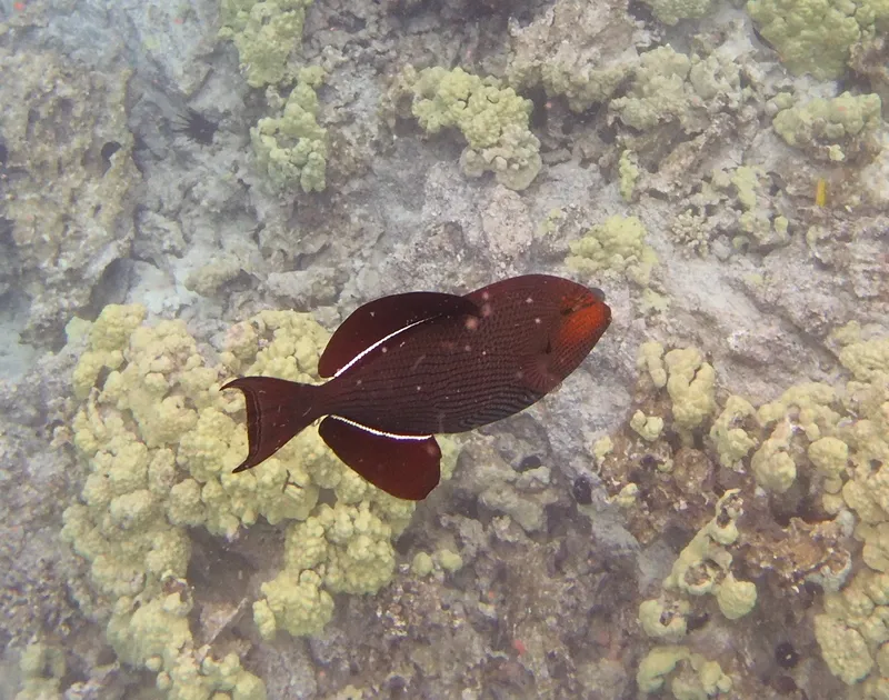 Black Durgon (Melichthys niger)