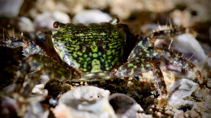 Mottled Shore Crab (Pachygrapsus transversus)