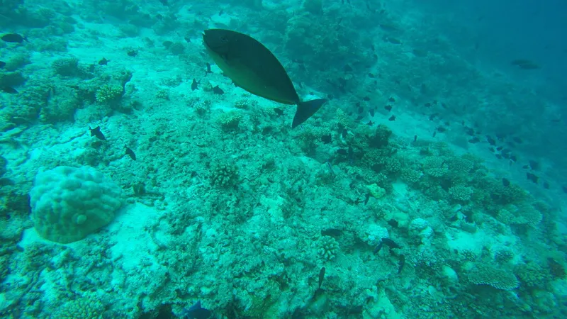 Sleek Unicornfish (Naso hexacanthus)