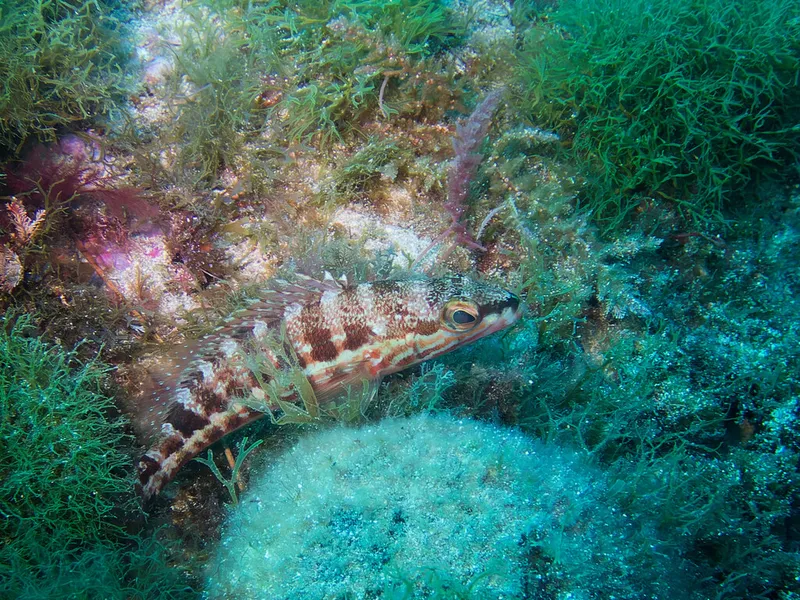 Comber (Serranus cabrilla)