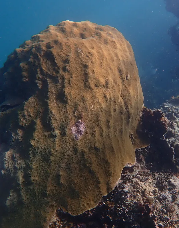 Boulder Star Coral (Orbicella faveolata)