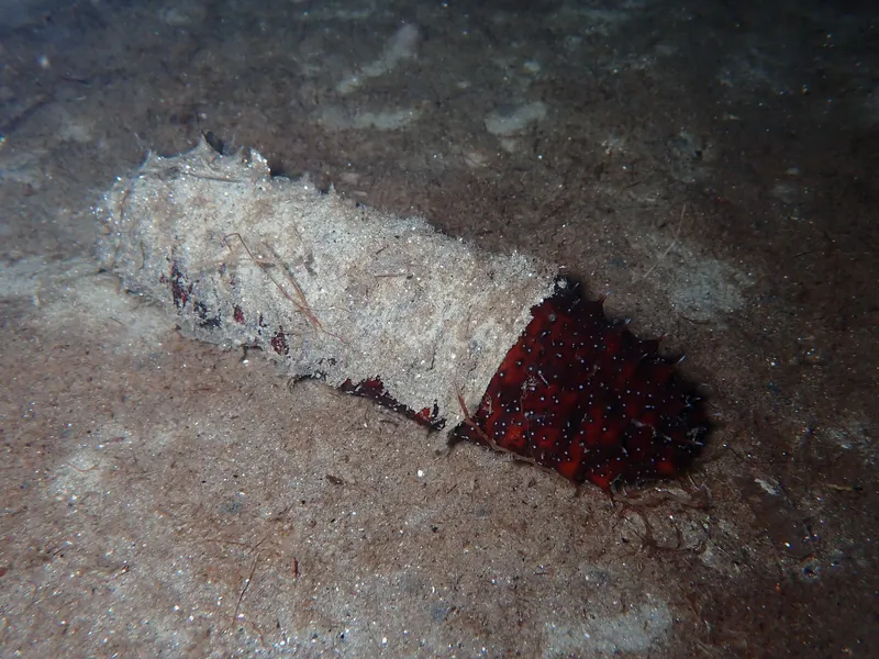 White Spot Cucumber (Holothuria (Roweothuria) poli)