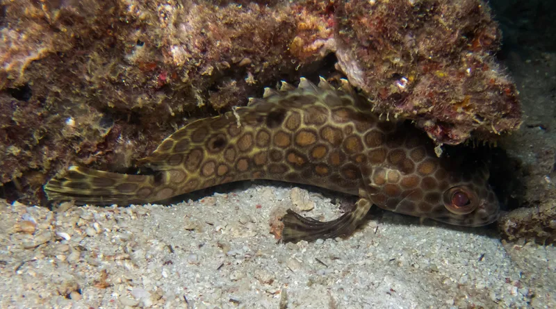Longfin Grouper (Epinephelus quoyanus)