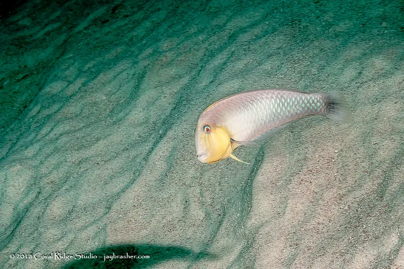 Rosy Razorfish (Xyrichtys martinicensis)