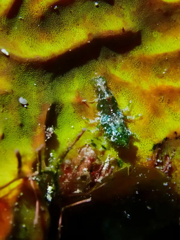 Roughback Shrimp (Trachycaris rugosa)