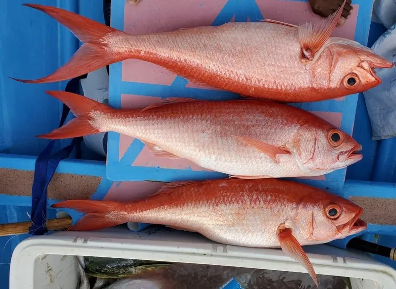 Queen Snapper (Etelis oculatus)