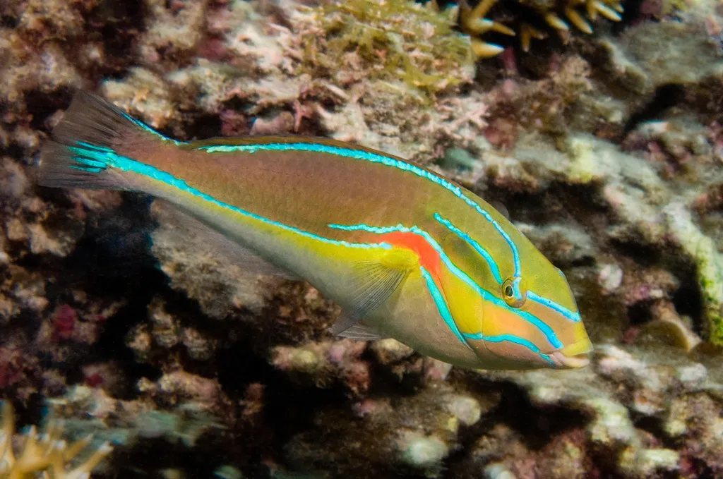 Banda Wrasse (Stethojulis bandanensis)