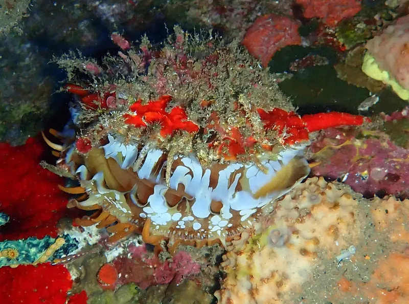 American Thorny Oyster (Spondylus americanus)