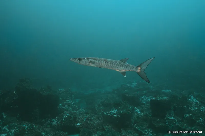 Barracuda (Sphyraena afra)