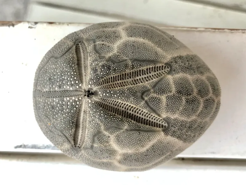 Groove Burrowing Urchin (Brissus unicolor)