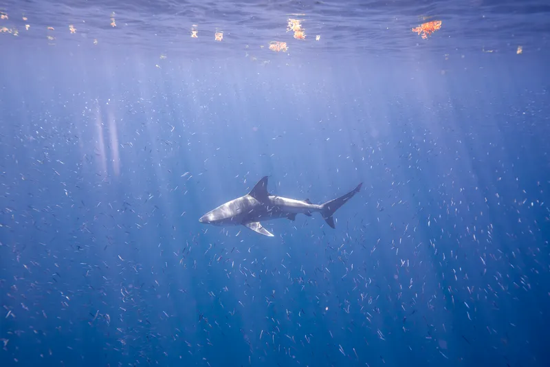 Pigeye Shark (Carcharhinus amboinensis)