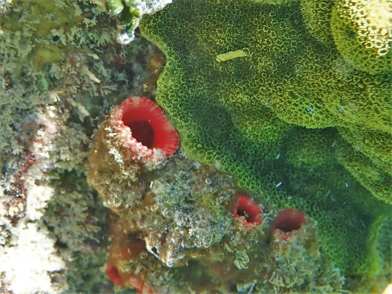 Giant Tunicate (Polycarpa spongiabilis)