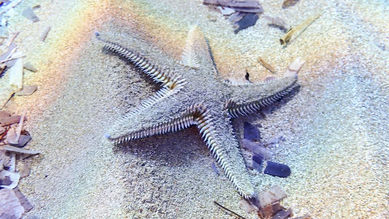 Astropecten platyacanthus