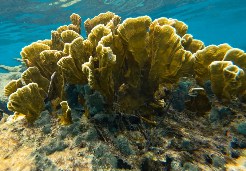 Bladed Fire Coral (Millepora complanata)
