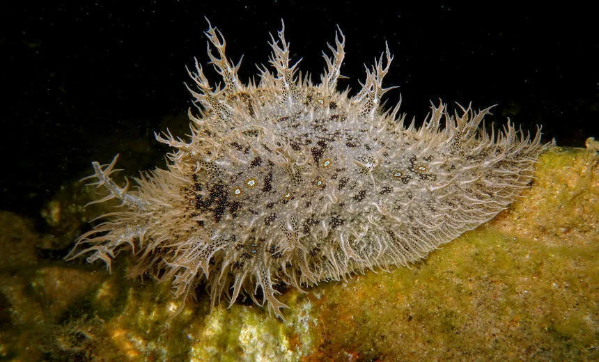 Blue-Spotted Sea Hare (Bursatella leachii)