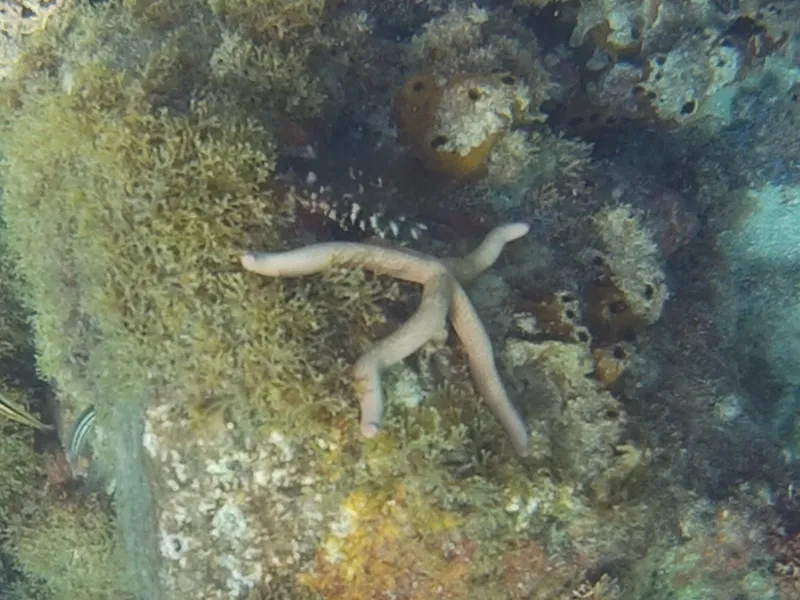 Common Comet Star (Linckia guildingi)
