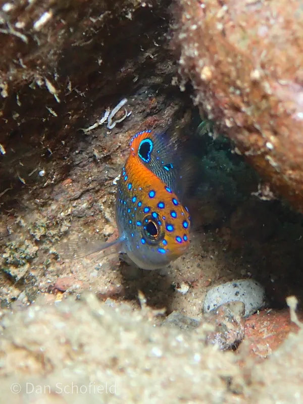 Dusky Damselfish (Stegastes adustus)