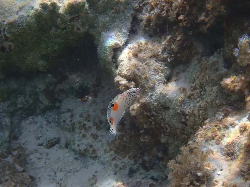 Clown Wrasse (Coris aygula)