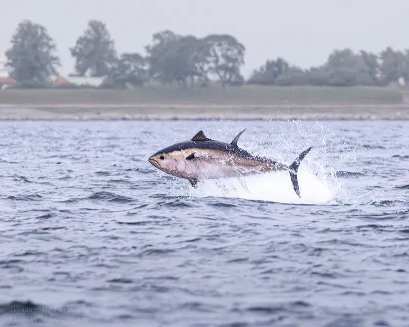 Atlantic Bluefin Tuna (Thunnus thynnus)