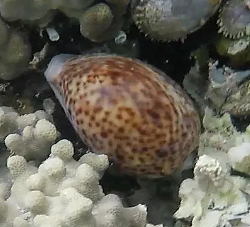 Panther Cowrie (Cypraea pantherina)