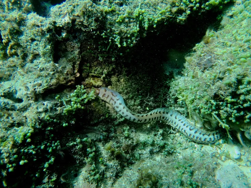 Fimbriated Moray (Gymnothorax fimbriatus)