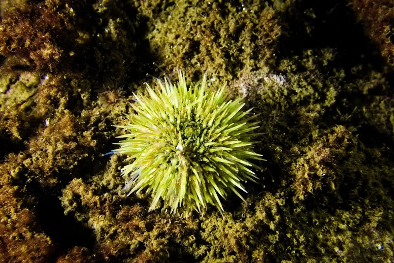 Green Sea Urchin (Psammechinus miliaris)